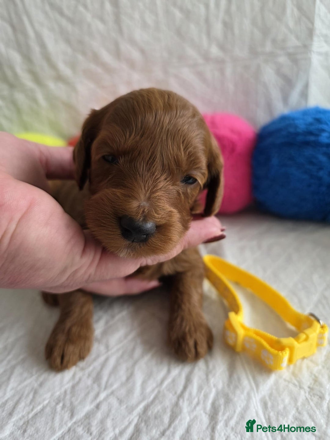 Mini Goldendoodle dogs for sale: 👑Superb Rare Toy/Mini Deepest Red Goldendoodles👑 - Image 22
