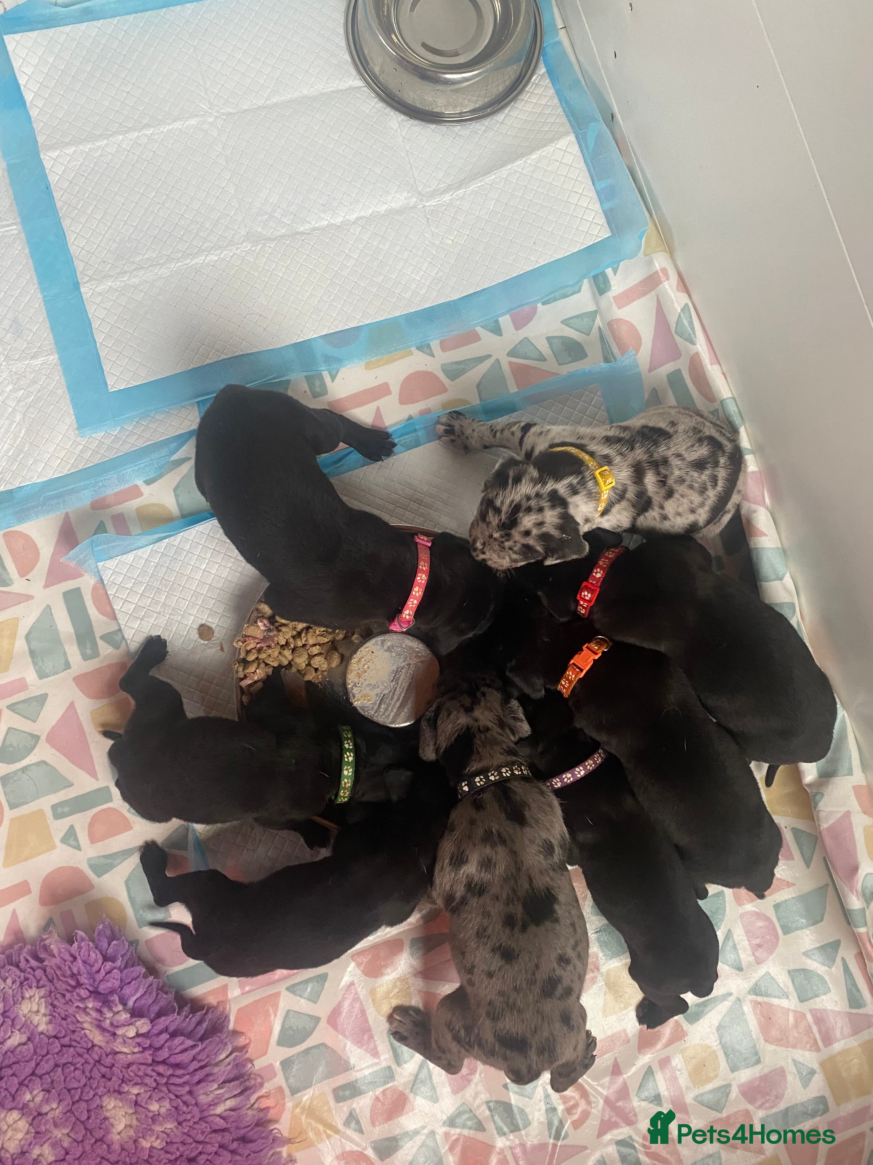 Mixed Breed dogs Beautiful Italian daniffs (Great Dane/cane corso)  - Advert 9