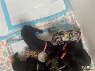 Mixed Breed dogs Beautiful Italian daniffs (Great Dane/cane corso) - Advert 9