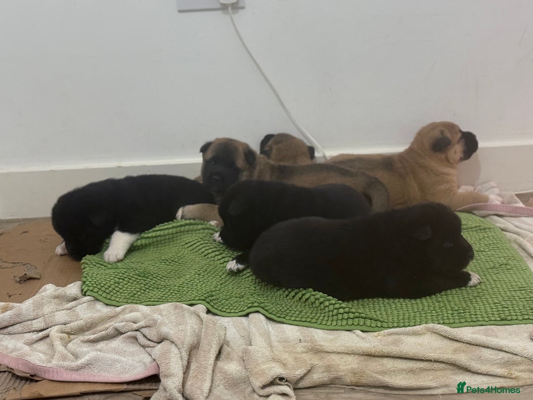 Akita dogs for sale: American Akita puppies - Advert 11