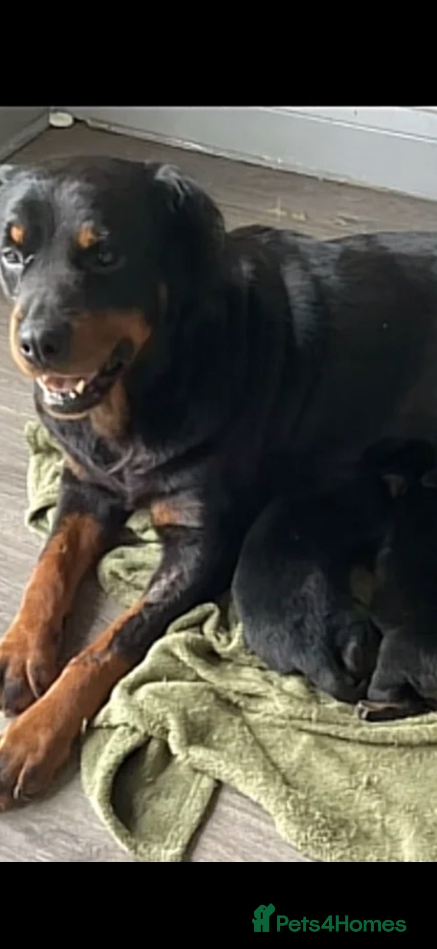 Rottweiler dogs Rottweiler puppy - Advert 1