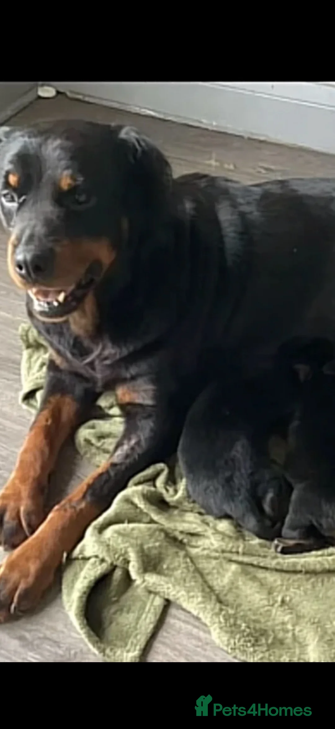 Rottweiler dogs for sale: Rottweiler puppy - Advert 1