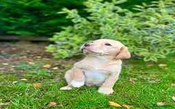 Labrador Retriever dogs for sale: Gorgeous KC reg Lab puppies, ready now! - Image 1