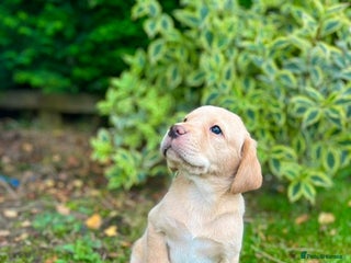 Labrador Retriever dogs - Advert 1