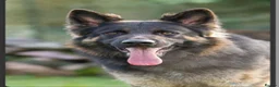 German Shepherd dogs for sale: GERMAN SHEPHERD PUPPIES 🐶  - Advert 7