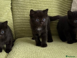 Domestic Shorthair cats - Advert 29