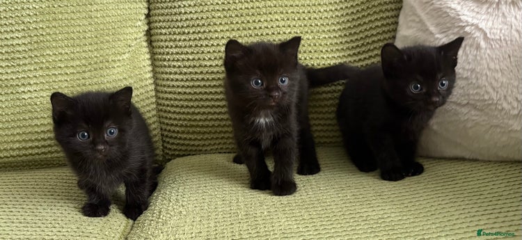 Domestic Shorthair cats - Advert 16