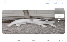 Ragdoll cats for sale: Pure bred ragdoll kittens  - Image 2