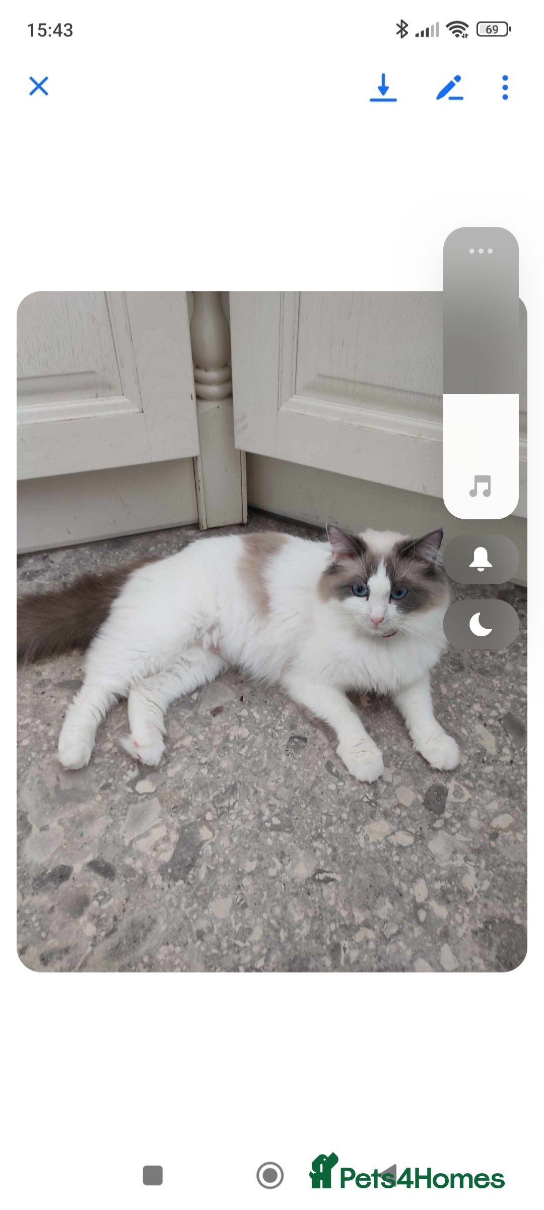 Ragdoll cats for sale: Pure bred ragdoll kittens  - Image 2