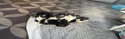 Mixed Breed cats for sale: Kittens  - Advert 8