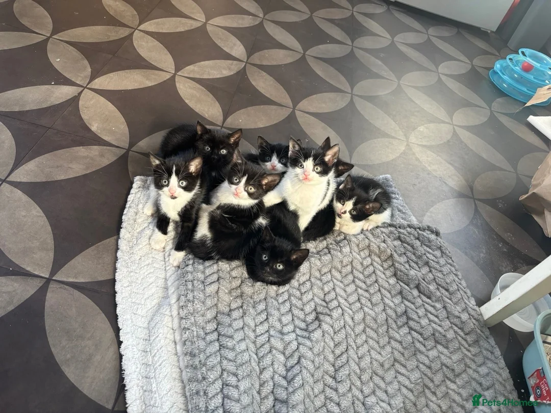 Mixed Breed cats for sale: Kittens  - Advert 8