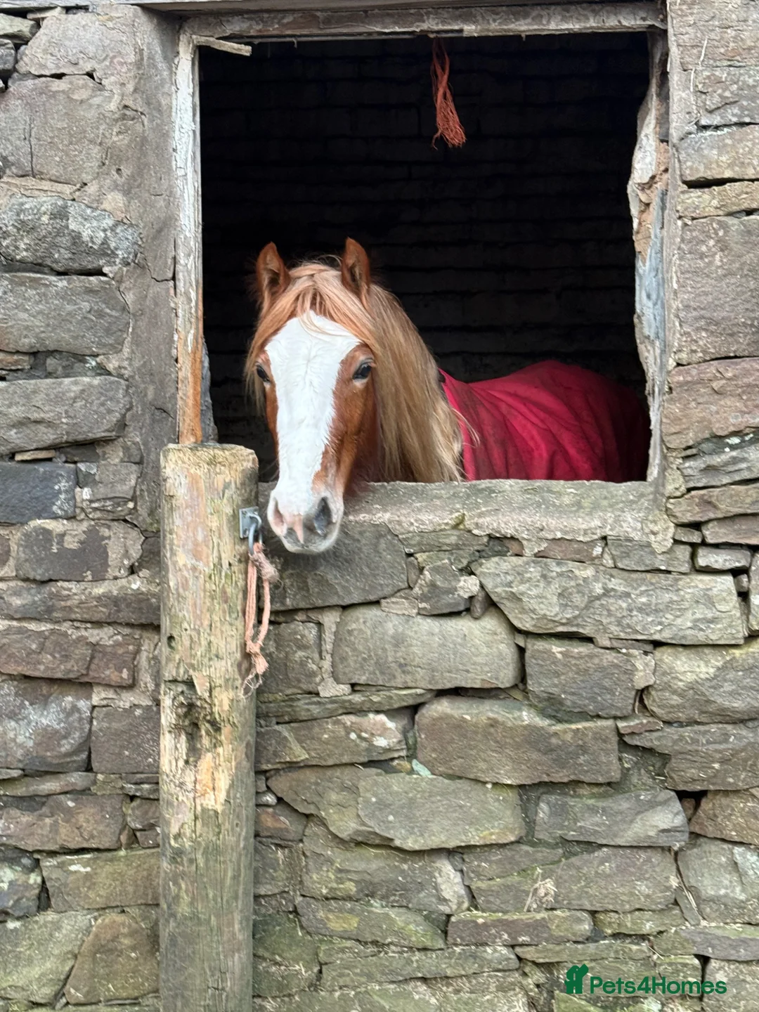 Welsh Section C horses for sale: 12.2hh | Rising 4-year-old mare - Advert 2
