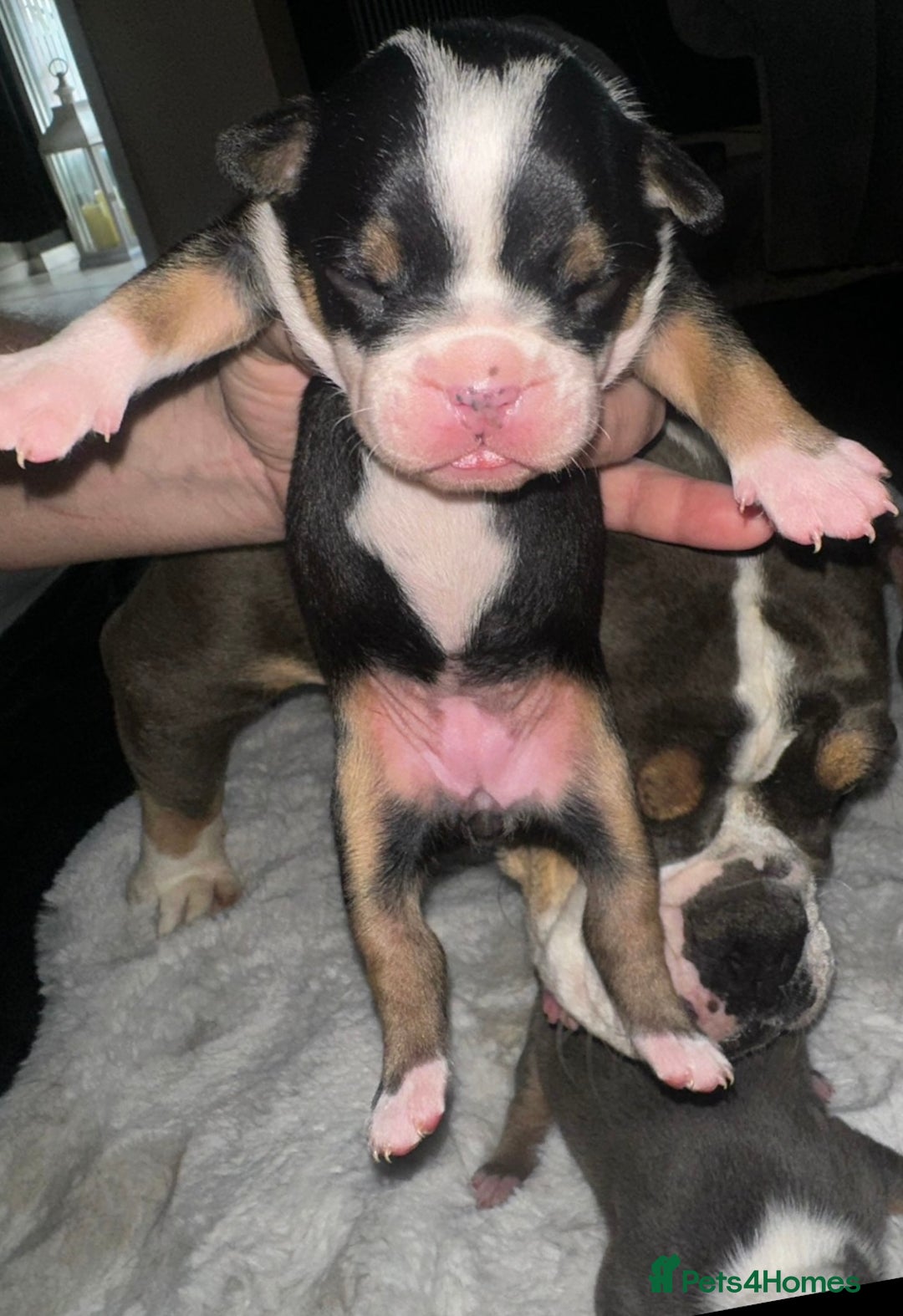 Olde English Bulldogge dogs for sale: Olde English Bulldogge Puppies  - Image 27
