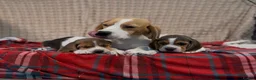 Beagle dogs for sale: BEAUTIFUL (SHOW TYPE) BEAGLE PUPPIES READY NOW - Advert 11