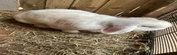Netherland Dwarf rabbits for sale: Rabbits for sale - Advert 11