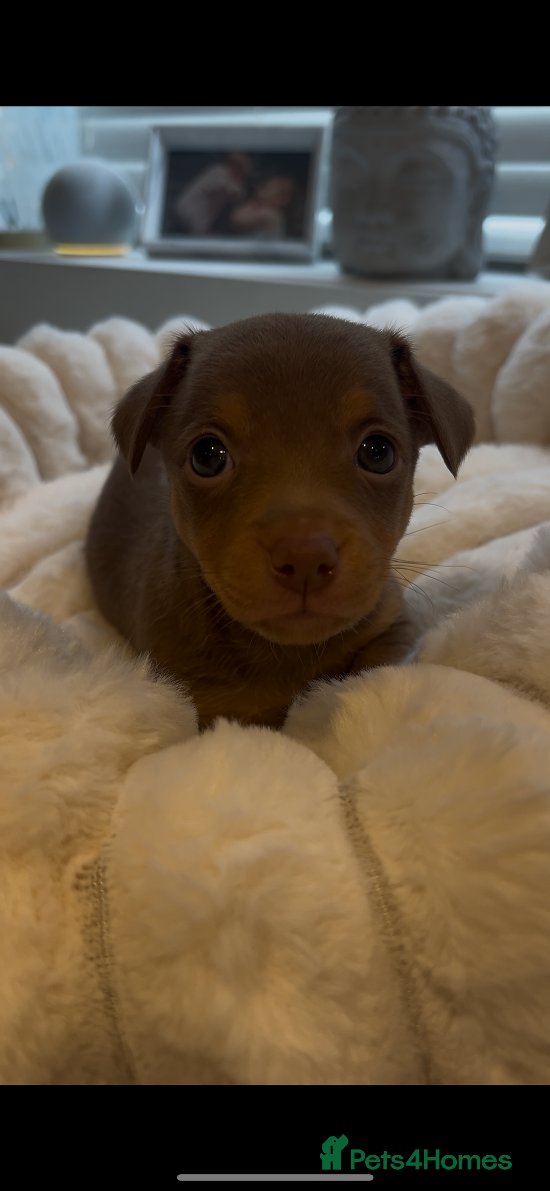 Jack Russell dogs for sale: READY NOW - beautiful tiny choc babies! 1 girly  - Image 3