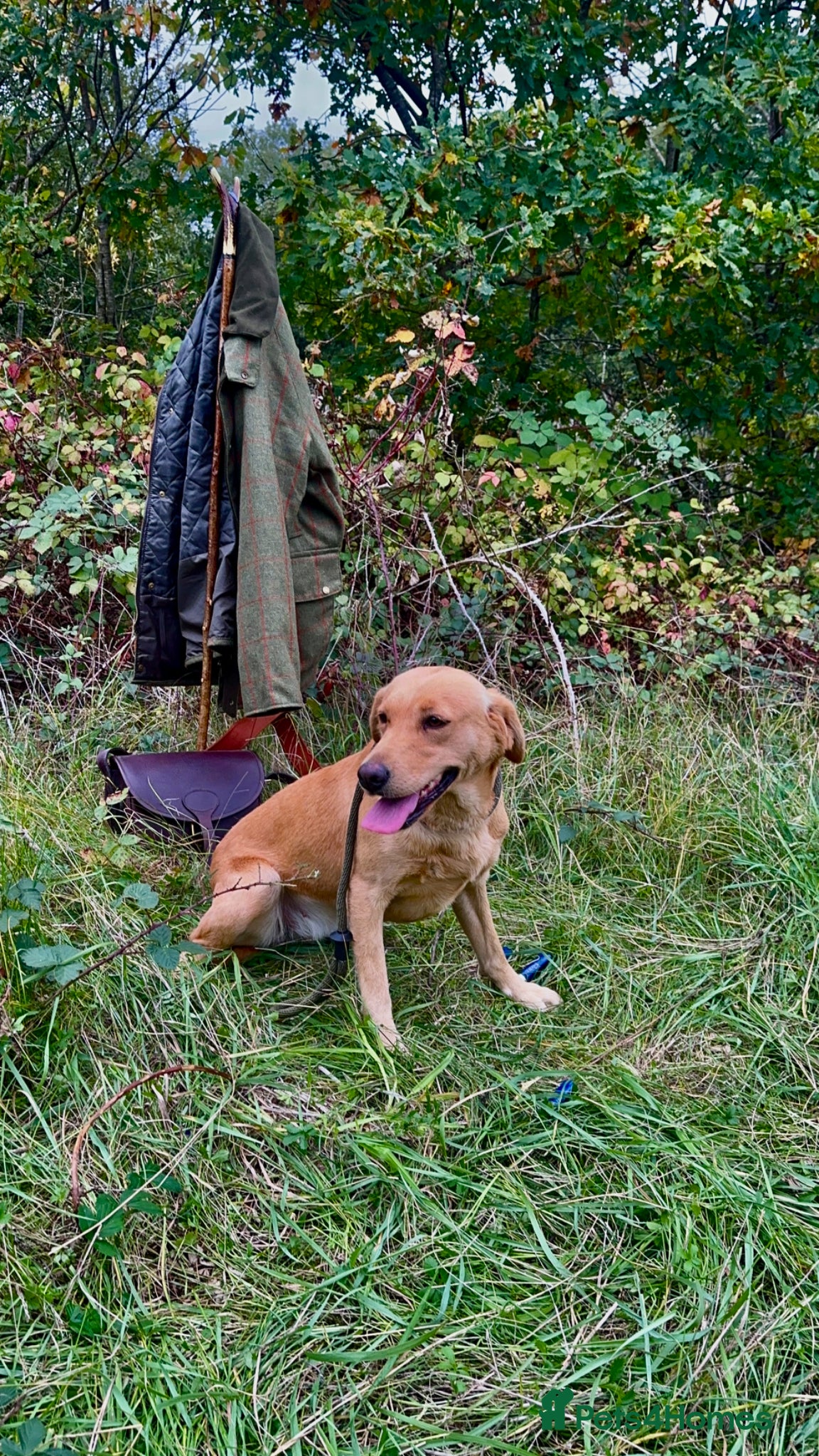 Labrador Retriever dogs Kc registered, fully health tested, Bitch.  - Advert 1