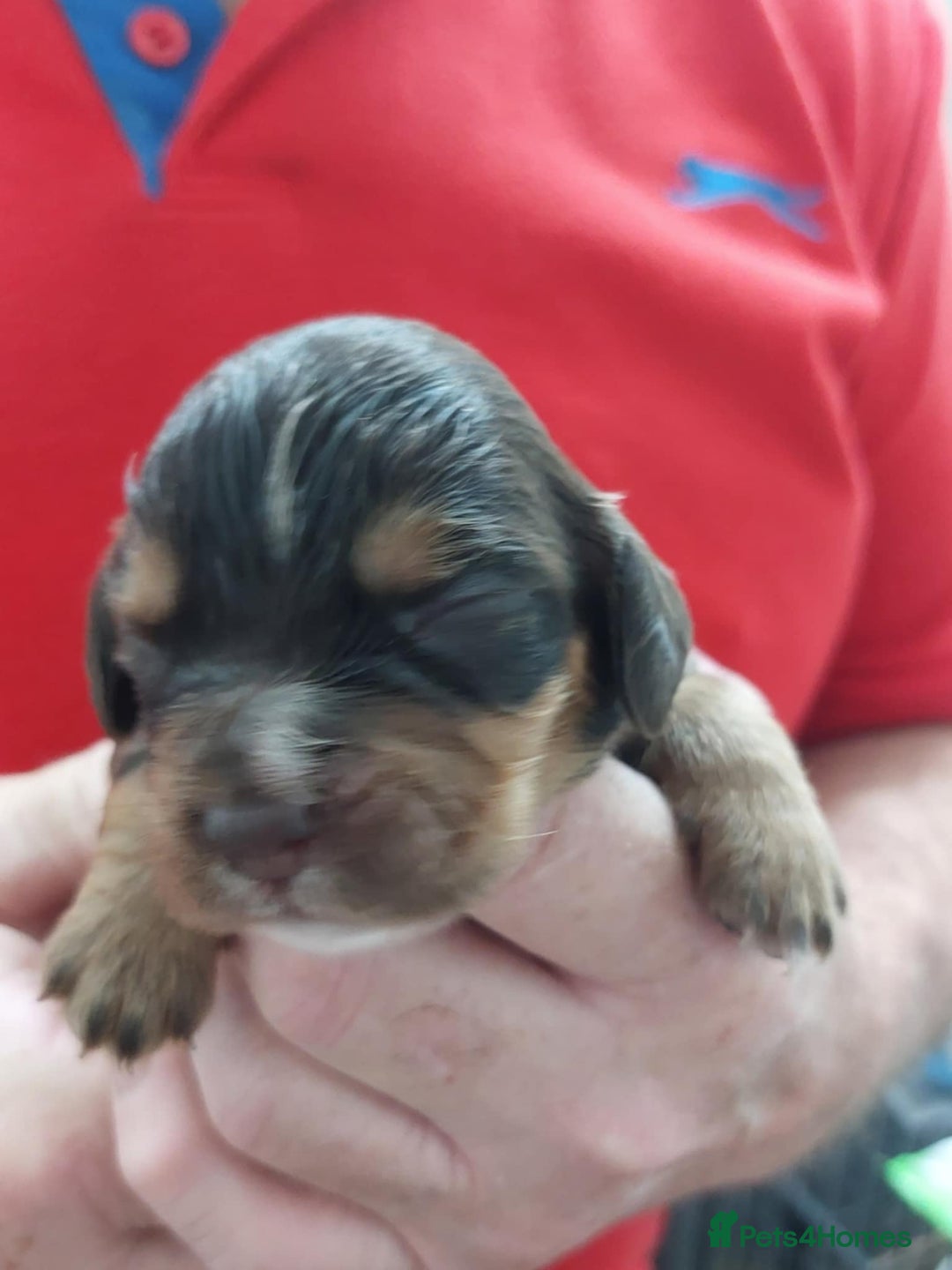 Cocker Spaniel dogs for sale: Our lovely Cocker has had her puppies - Image 3