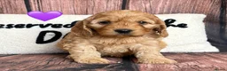 Cockapoo dogs for sale: 6 Outstanding Miniature Cockapoos - Advert 7