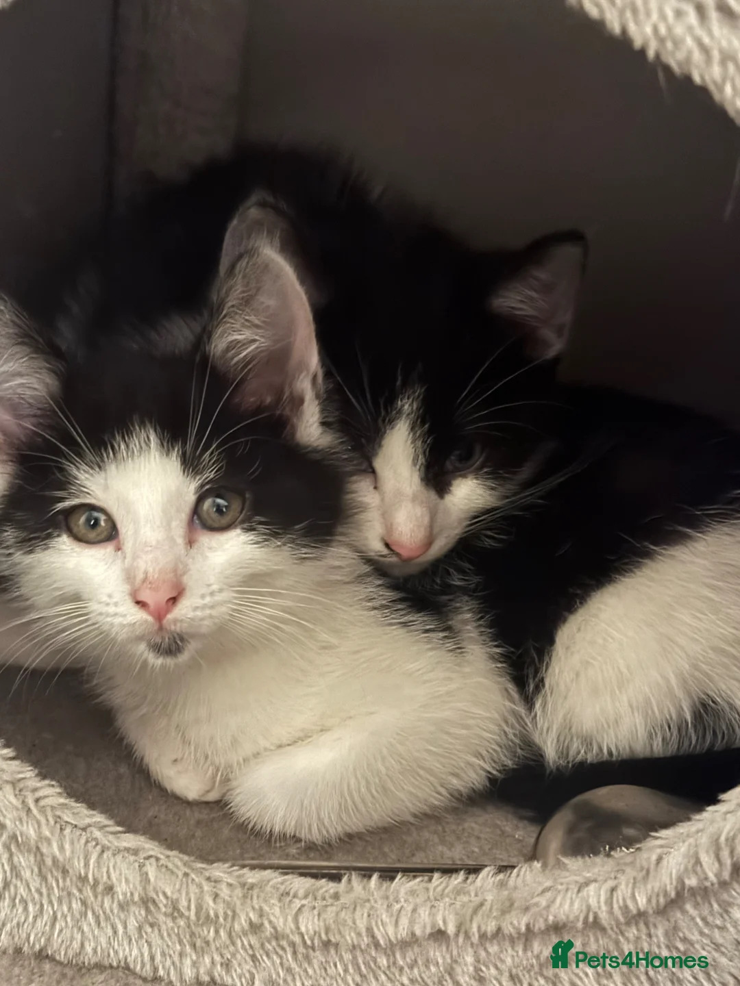 Domestic Shorthair cats for sale: Litter of 4 Healthy Domestic Shorthair Kittens  - Advert 23