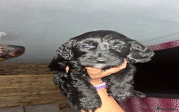 Cockapoo dogs for sale: cockapoos - Image 3
