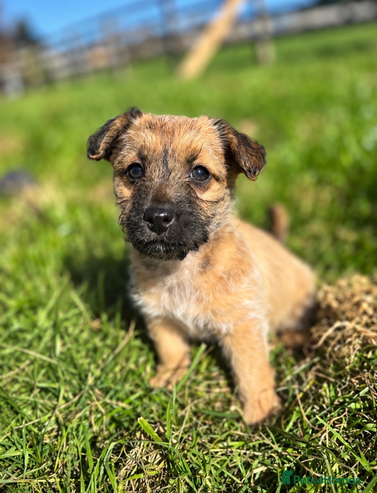 Jackapoo dogs JACKAPOO PUPPIES FOR SALE - Advert 1
