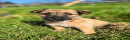 Jackapoo dogs for sale: JACKAPOO PUPPIES FOR SALE in Ilkeston - Advert 1