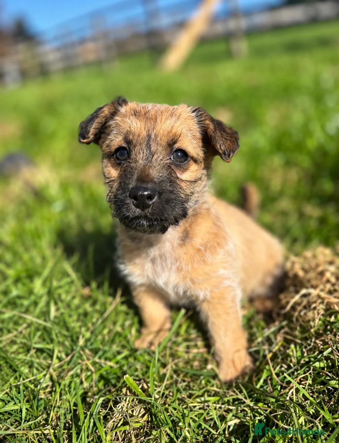 Jackapoo dogs for sale: JACKAPOO PUPPIES FOR SALE in Ilkeston - Advert 1