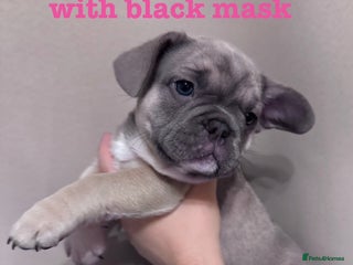 French Bulldog dogs 🐾REDUCED🐾 KC Registered French Bulldog Pups - Advert 18