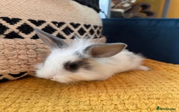 Lionhead rabbits for sale: Lionhead Babies for Sale  - Image 18