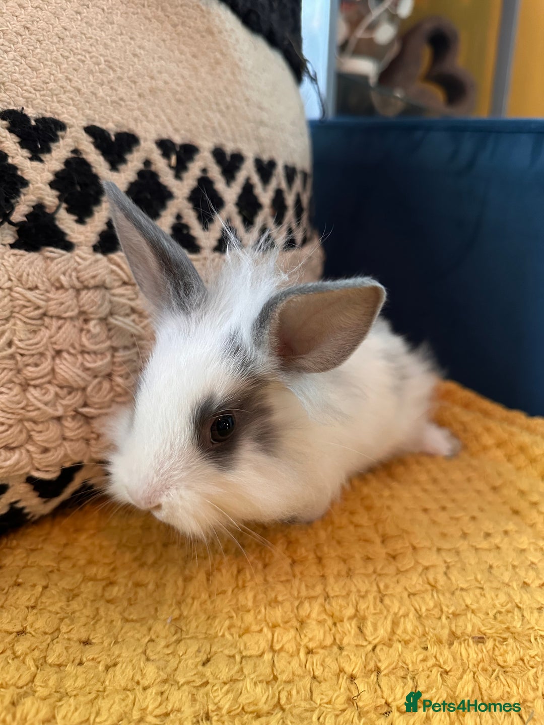 Lionhead rabbits for sale: Lionhead Babies for Sale  - Image 18