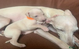 Italian Greyhound dogs for sale: Italian greyhound puppies KC reg European Lineage in Leeds - Image 4