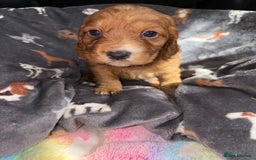 Cockapoo dogs for sale: 8 gorgeous little cockapoo puppies for sale - Image 4