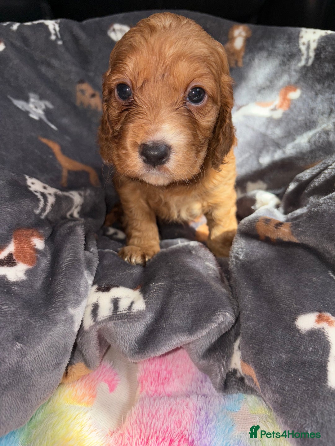 Cockapoo dogs for sale: 8 gorgeous little cockapoo puppies for sale - Image 4