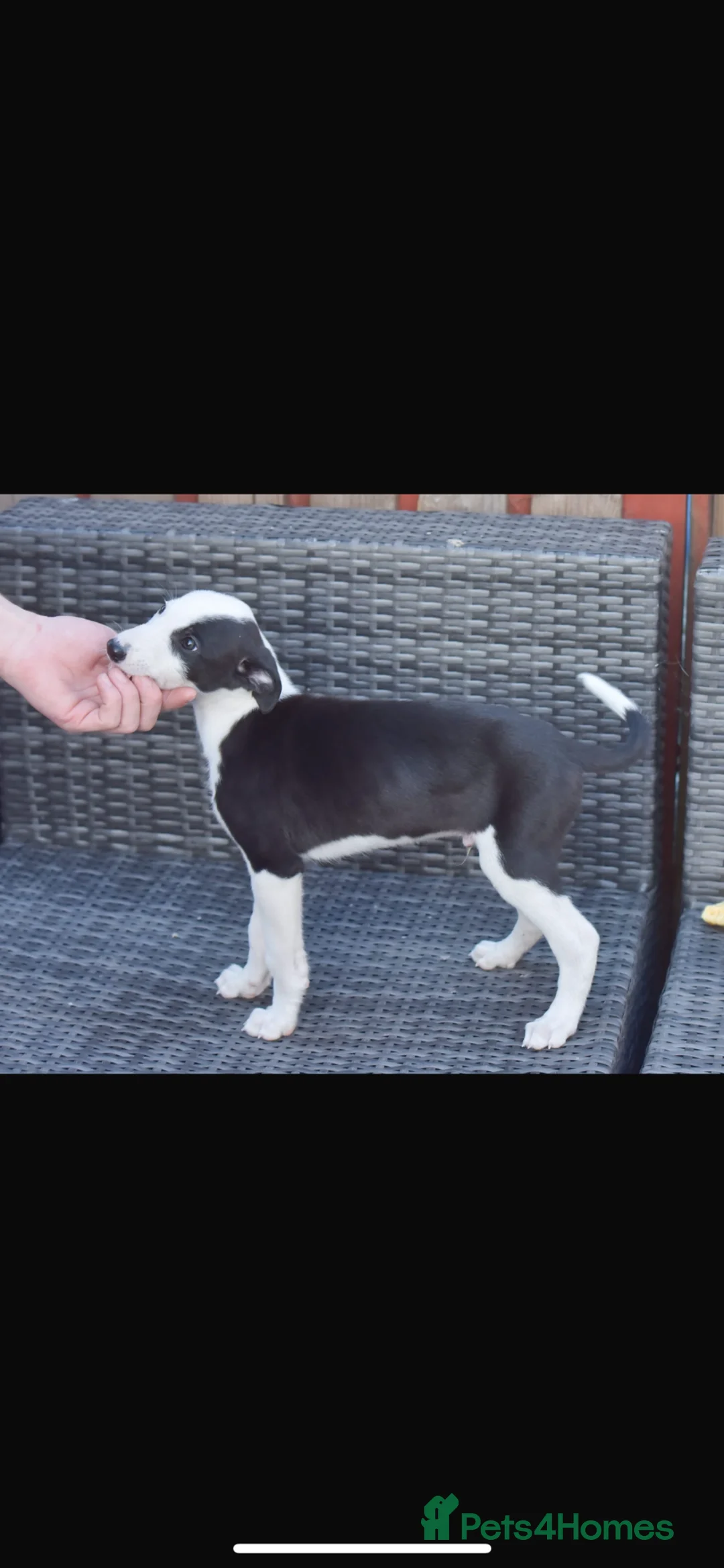 Lurcher dogs for sale: Collie Saluki Greyhound pups - Advert 31