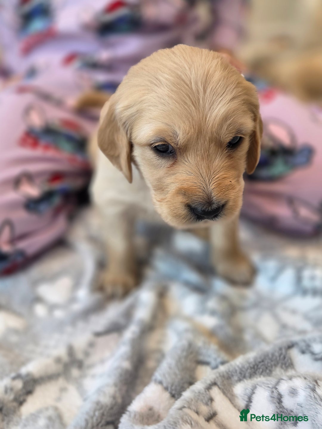 Golden Retriever dogs for sale: KC registered Beautiful Golden retriever puppies  - Advert 32