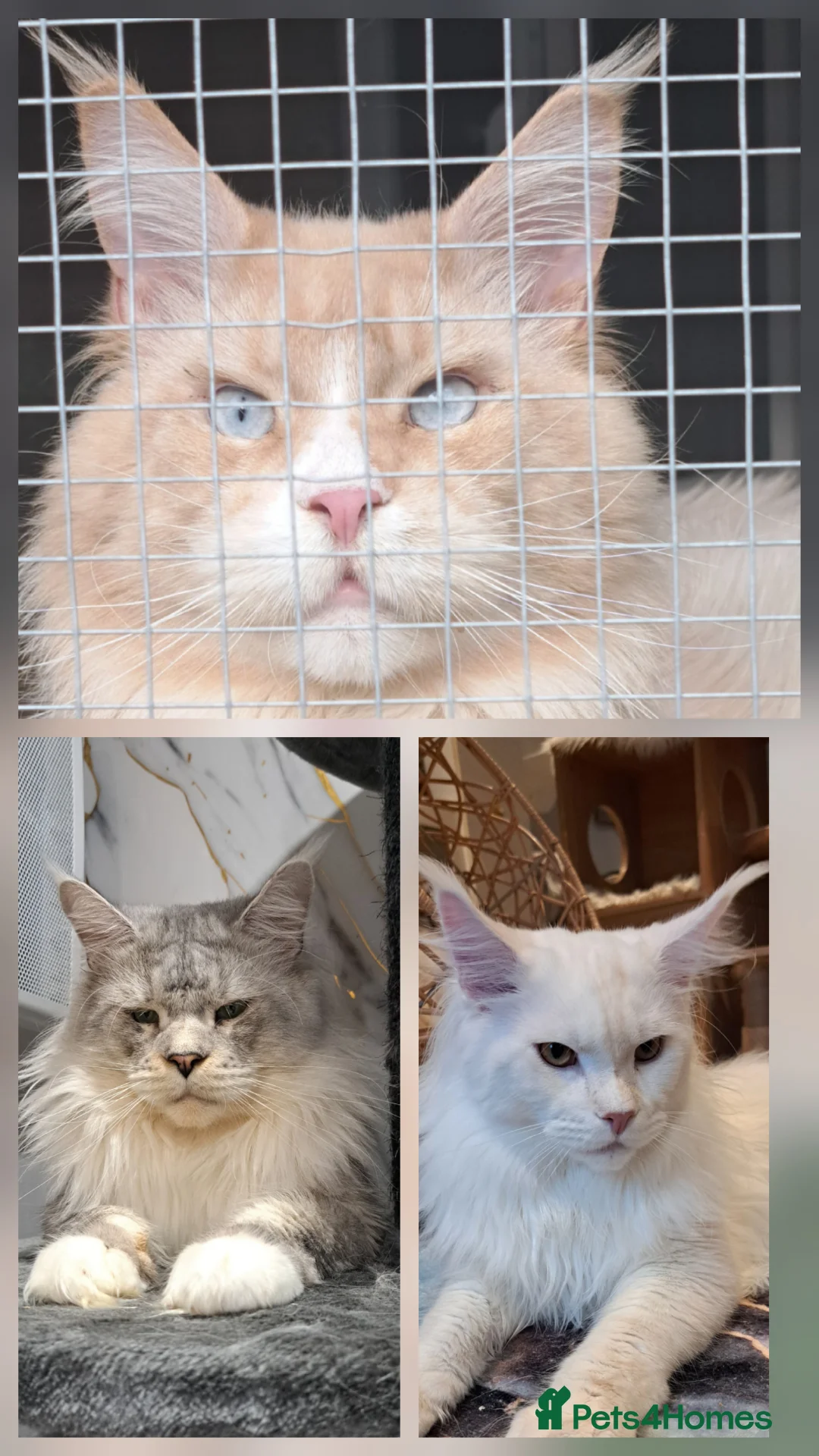 Maine Coon cats for stud: Maine coon boy for stud in London - Advert 1