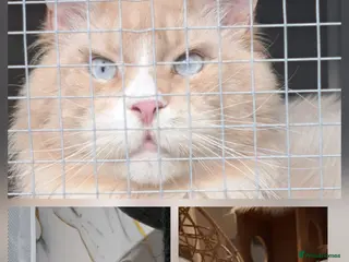 Maine Coon cats Maine coon boy for stud in London - Advert 5