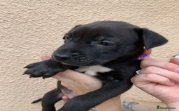 Mixed Breed dogs for sale: 12 beautiful baby's  - Image 11