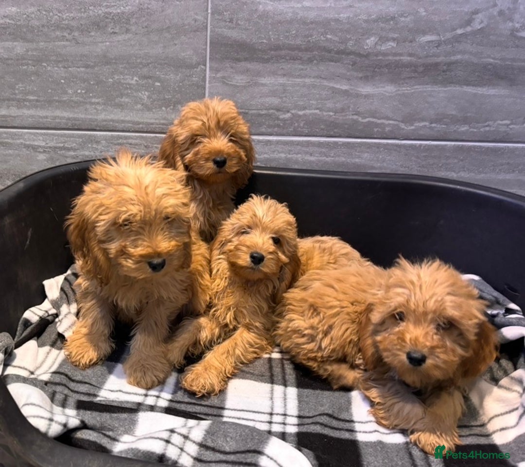 Cockapoo dogs for sale: Beautiful gold Cockapoo puppies - Advert 11