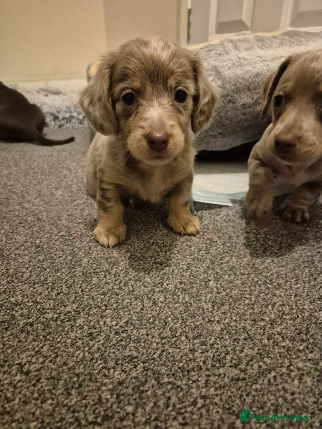 Miniature Dachshund dogs for sale: KC Dachshund puppies  - Advert 2