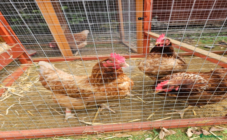 Hens poultry - Advert 2