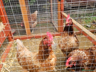Hens poultry - Advert 5