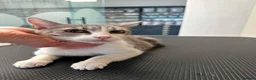 Mixed Breed cats for adoption: Greta for adoption - Advert 5