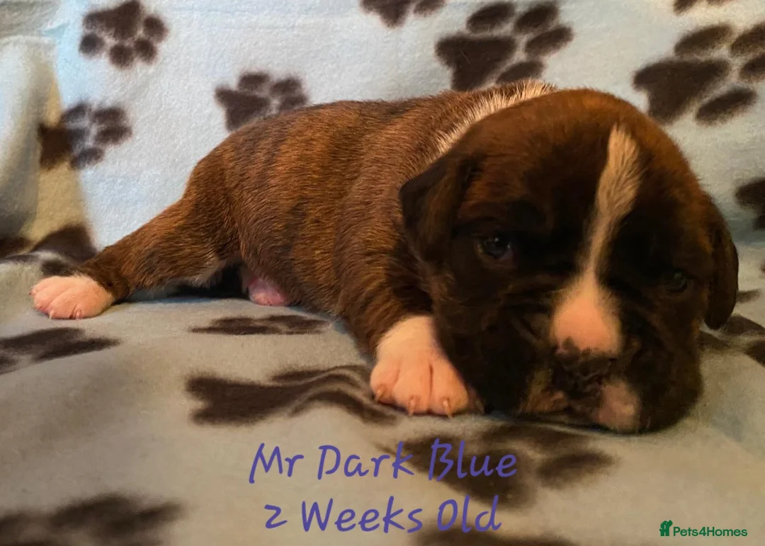 Boxer dogs for sale: 3 Brindle Puppies Available - Advert 18