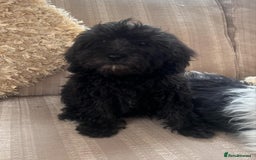 Cockapoo dogs for sale: Stunning cockapoos male&female - Image 6