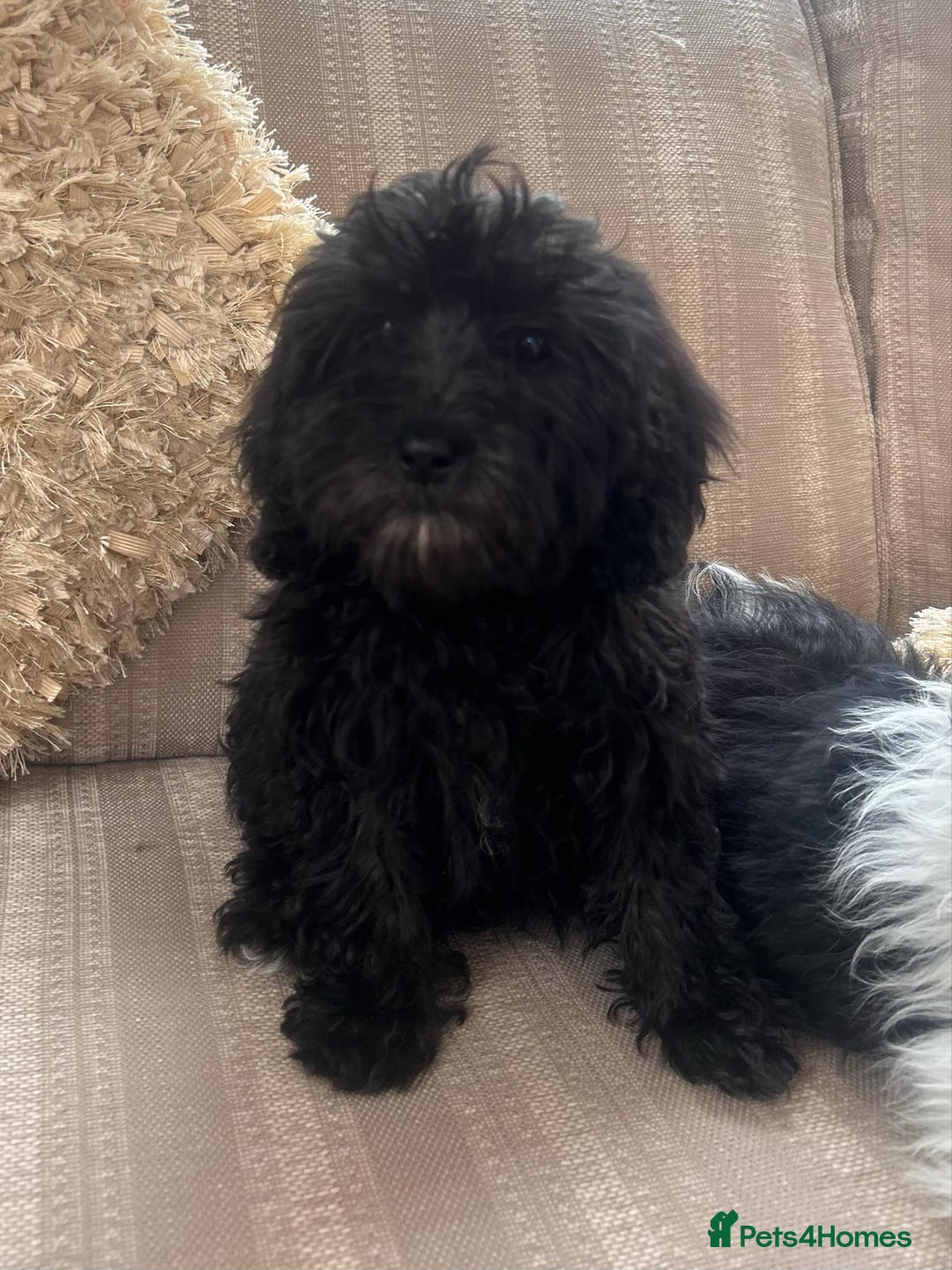Cockapoo dogs for sale: Stunning cockapoos male&female - Image 6