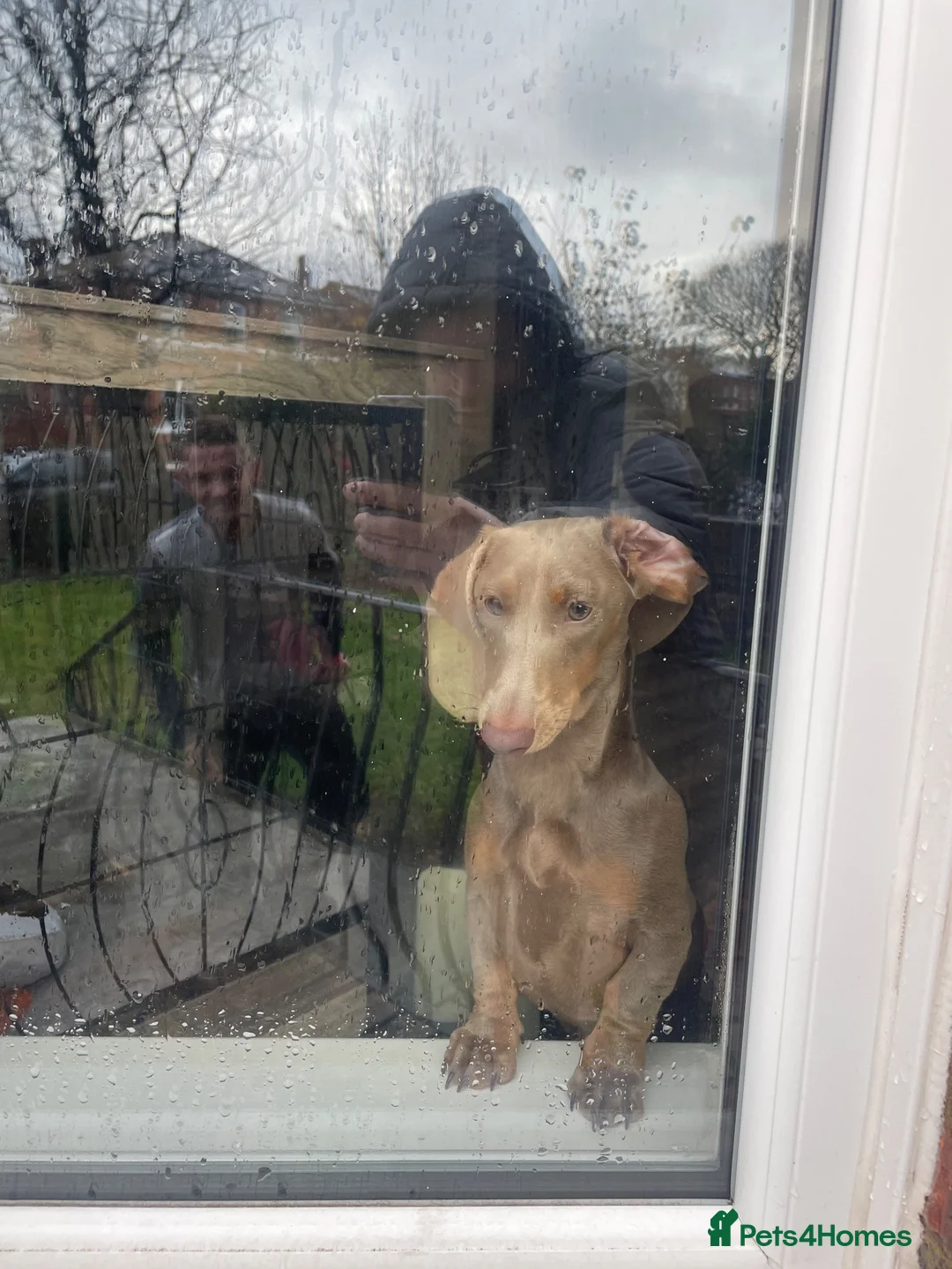 Dachshund dogs for sale: Male & female  - Advert 6
