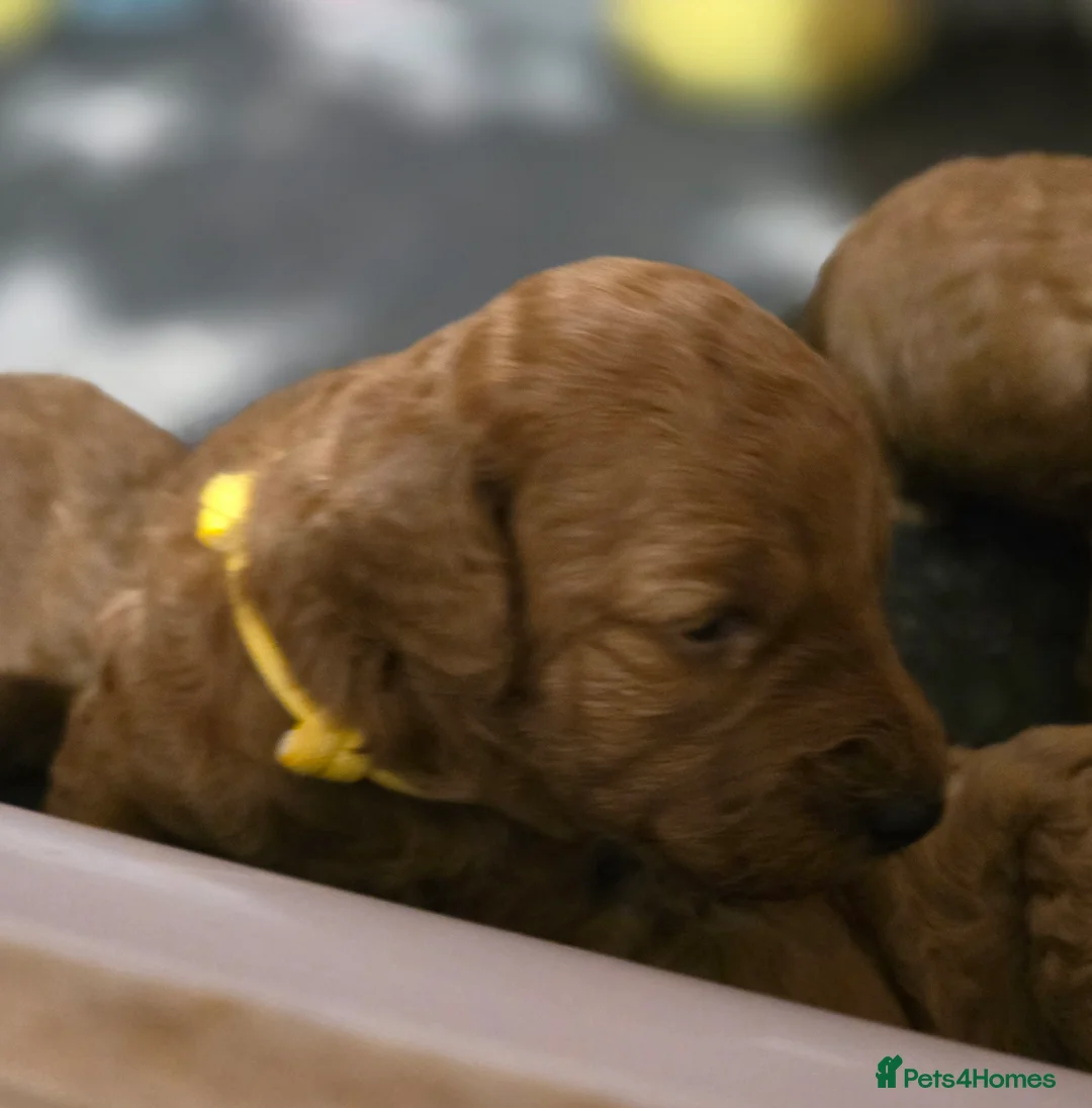 Labradoodle dogs for sale: Rare deep red labradoodles, absolutely stunning 😍 - Advert 4