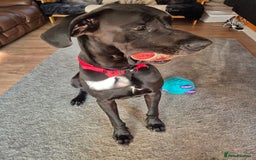 Great Dane dogs for stud: Male for Stud - Image 1
